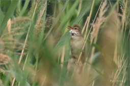 rakosnik-velky-5644h rakosnik-velky-5644h