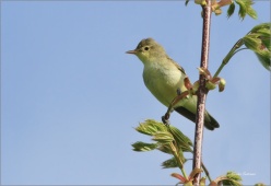 sedmihlasek-hajni-a sedmihlasek-hajni-a