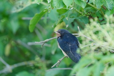 DSC00961