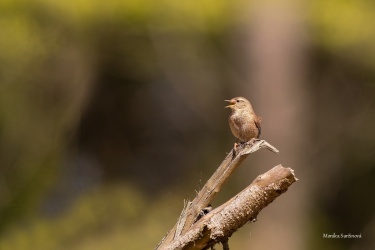 DSC02240-ARW_DxO_DeepPRIME