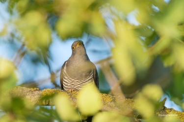 DSC04288-ARW_DxO_DeepPRIME