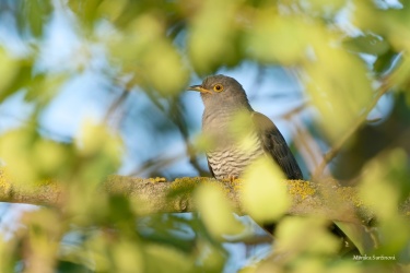 DSC04298-ARW_DxO_DeepPRIME