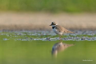 DSC05188-ARW_DxO_DeepPRIME