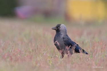 DSC08974-ARW_DxO_DeepPRIME
