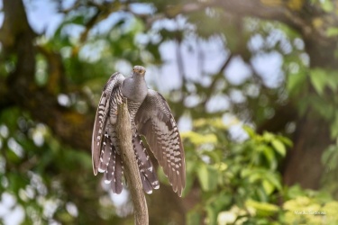 DSC09923-ARW_DxO_DeepPRIME-6