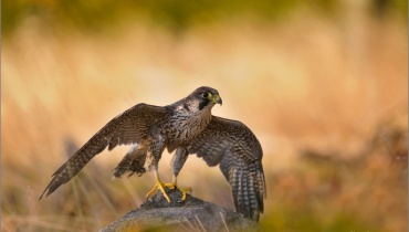 PTÁCI  - Birds - Vögel 3