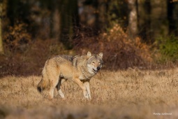 2_DSC05778-ARW_DxO_DeepPRIME-2