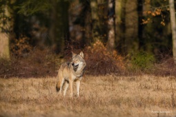 DSC05781-ARW_DxO_DeepPRIME-3