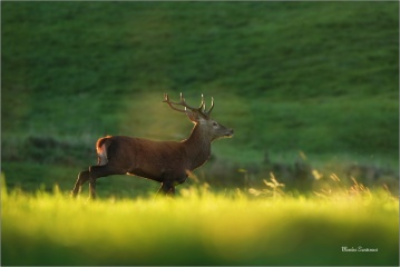 003nature-321a003