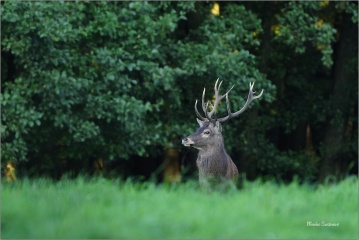 004nature-321a004