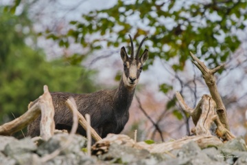 DSC00034-ARW_DxO_DeepPRIME