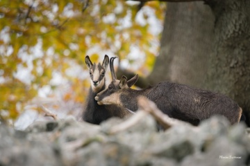 DSC00403-ARW_DxO_DeepPRIME