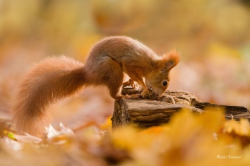 DSC05951-ARW_DxO_DeepPRIME