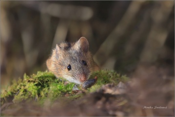 IMG_1782-kopie
