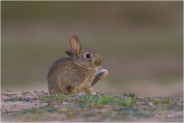naturepriroda1118