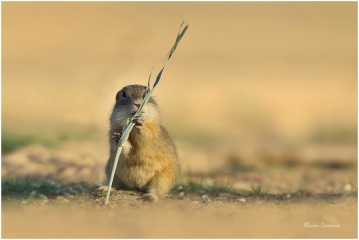naturepriroda172