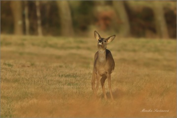 srnec-obecny-deer03