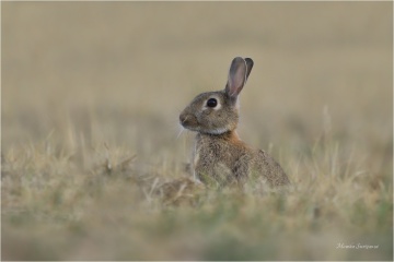 wildlife-78kl11