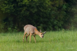 DSC01065-ARW_DxO_DeepPRIME