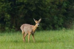DSC01071-ARW_DxO_DeepPRIME