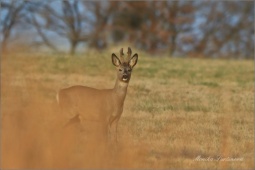 srnec-obecny-deer01