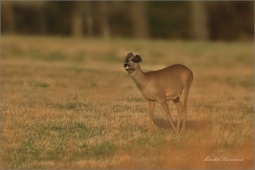 srnec-obecny-deer04