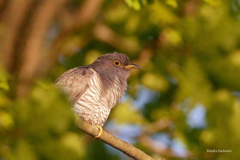 DSC04234-ARW_DxO_DeepPRIME