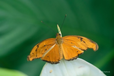 Dryas-iulia-4-ARW_DxO_DeepPRIME