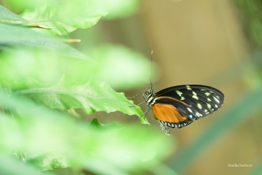 Heliconius-hecale-7-ARW_DxO_DeepPRIME