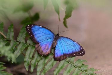 Morpho-peleides-5-ARW_DxO_DeepPRIME