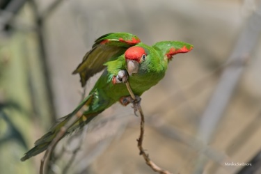 aratinga-andsky-25-ARW_DxO_DeepPRIME