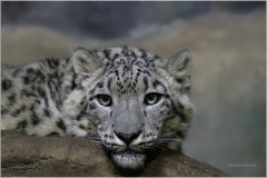 Zoo 2 - starší foto