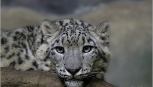 ZOO 2 - starší foto