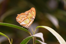 Siproeta-stelenes-ARW_DxO_DeepPRIME