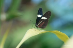 helconius-erato7-ARW_DxO_DeepPRIME-1