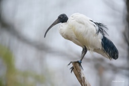 ibis-cernohlavy