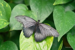 papilio-memnon-7-ARW_DxO_DeepPRIME