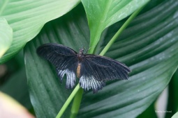 papilio-memnon-9-ARW_DxO_DeepPRIME